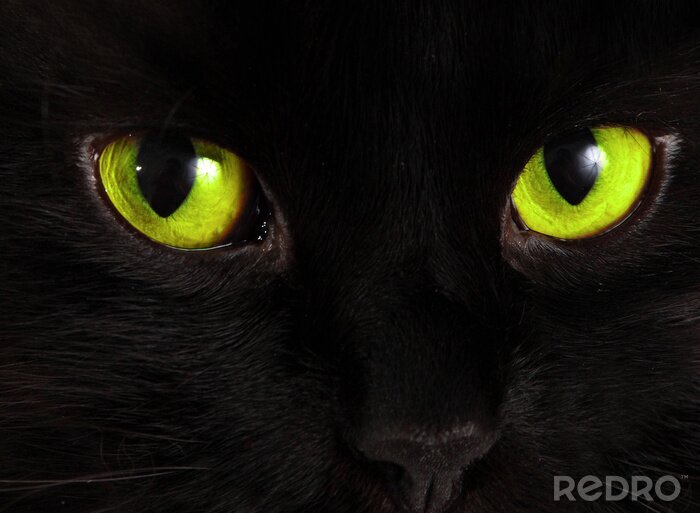 Bild Augen der schwarzen Katze