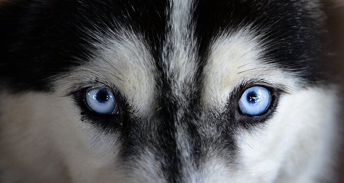Bild Augen des Husky-Hundes