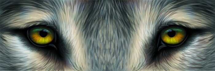 Bild Augen eines Wolfes