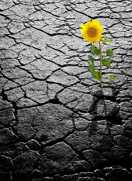 Bild Aus Beton wachsende Sonnenblume