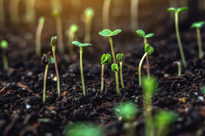 Bild Aus dem Boden wachsende Pflanzen