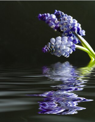 Bild Ausbreiten von über Wasser wachsenden Blumen