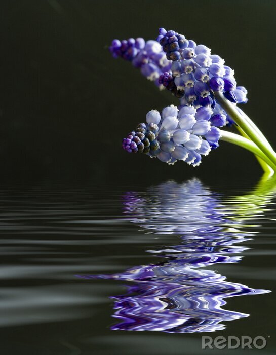 Bild Ausbreiten von über Wasser wachsenden Blumen