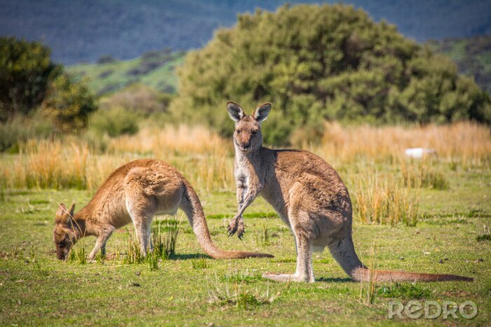 Bild Australien Landschaften mit Kängurus