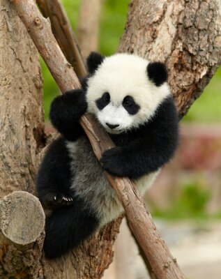 Baby Panda auf dem Ast