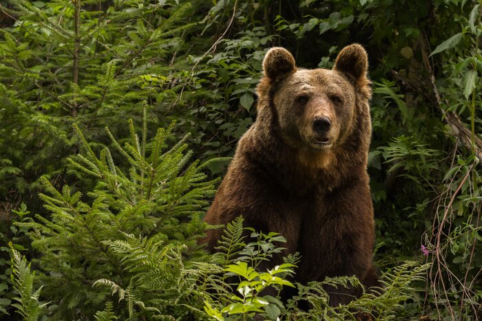 Bild Bär in der Grünanlage