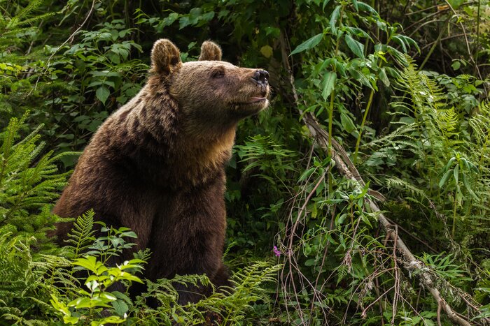Bild Bär und Grünzeug
