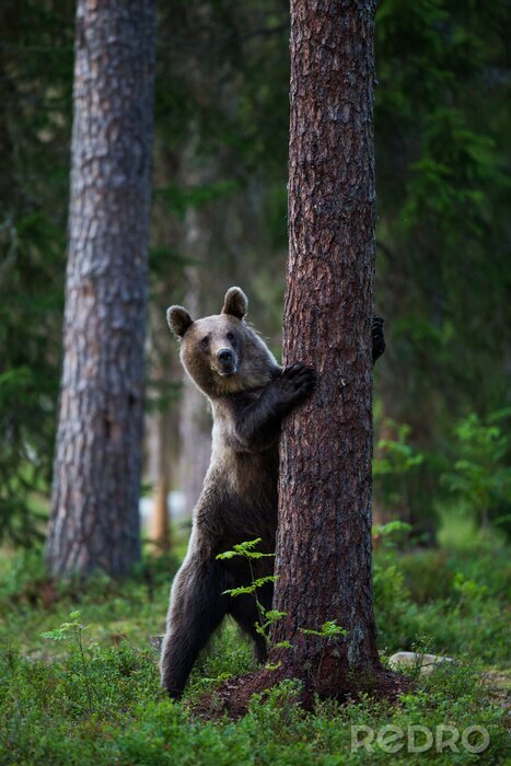 Bild Bär versteckt sich hinter einem Baum