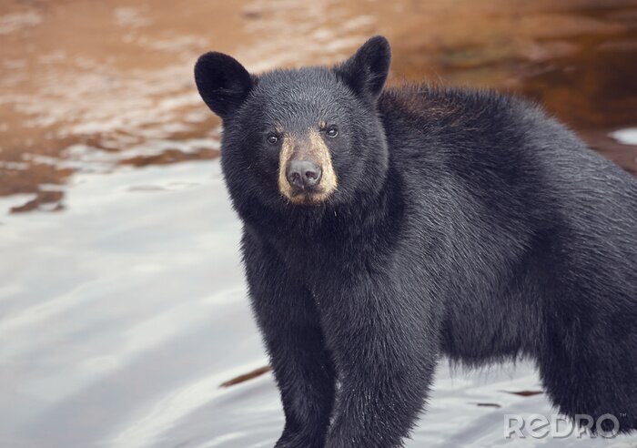 Bild Bären Grau im Wasser