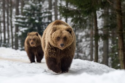 Bärenfamilie im Winterwald