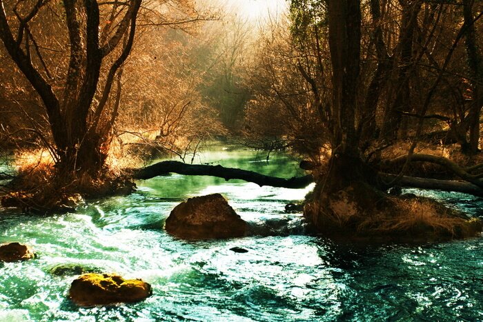 Bild Bäume am rauschenden Bach