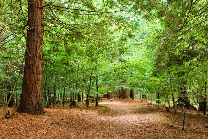 Bild Bäume am Waldweg