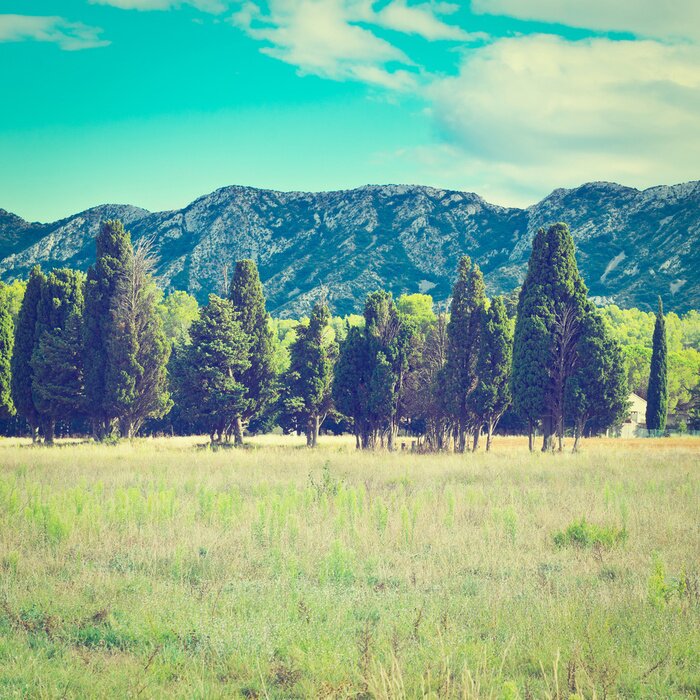 Bild Bäume auf grüner Wiese