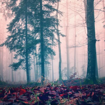 Bild Bäume im Nebel Herbst