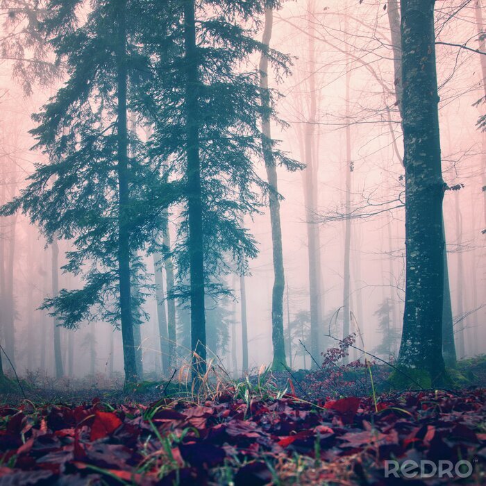 Bild Bäume im Nebel Herbst