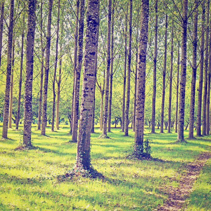 Bild Bäume im Sommer