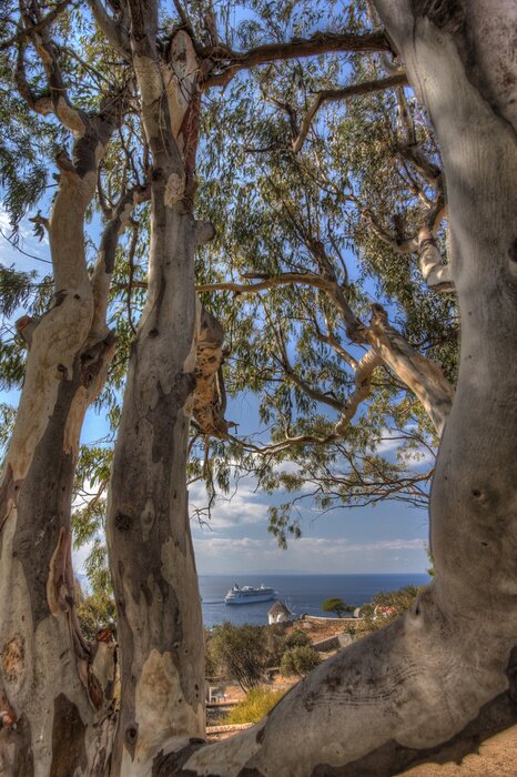 Bild Bäume in Griechenland