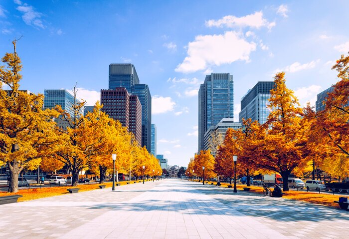 Bild Bäume in Herbstfarben