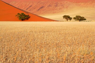 Bild Bäume in Namibia