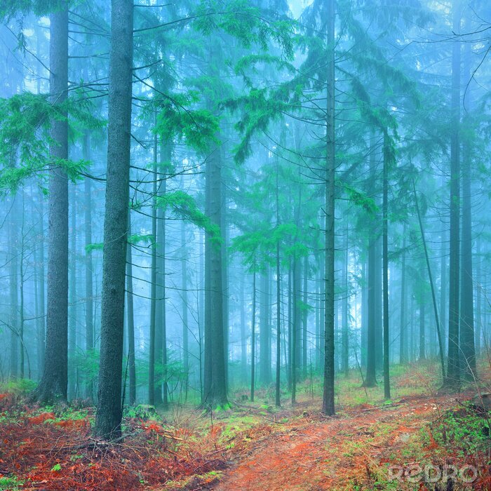 Bild Bäume Nebel 3D