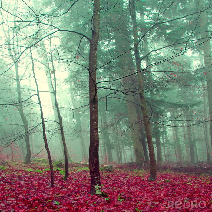 Bild Bäume Nebel und bunte Blätter