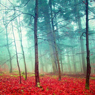 Bäume Nebel und rote Blätter