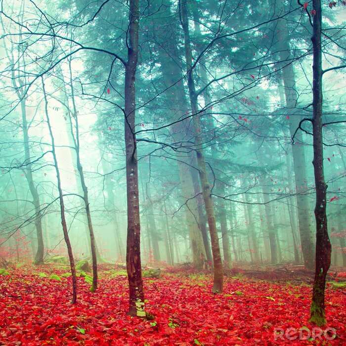 Bild Bäume Nebel und rote Blätter