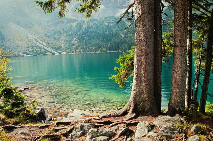 Bild Bäume Wald See