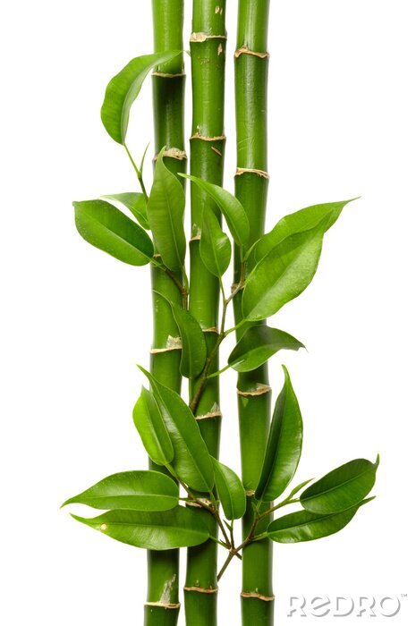 Bild Bamboo
