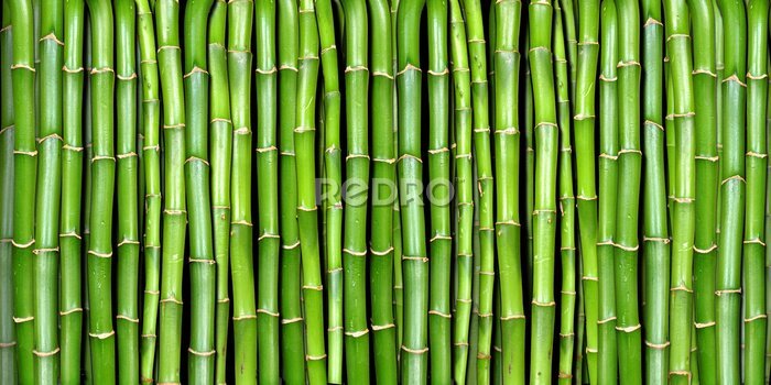 Bild Bamboo