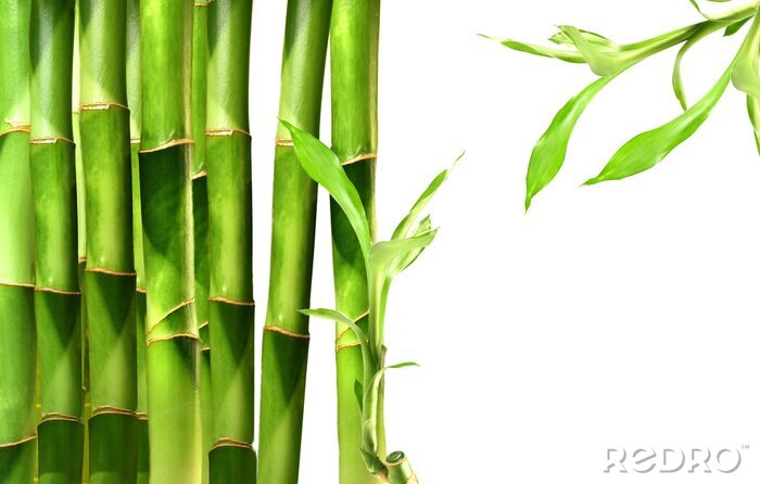 Bild Bambus 3D grüne Stängel