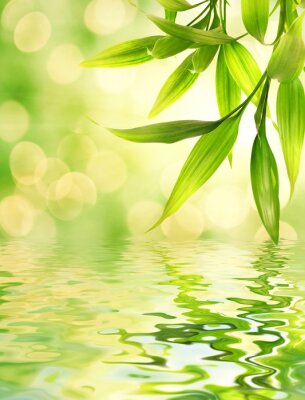 Bambus auf grünem Hintergrund umgeben von Wasser