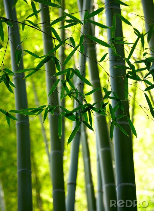 Bild Bambus in einem exotischen Hain