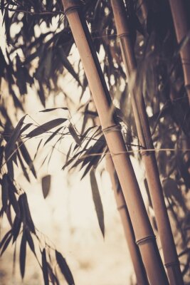 Bambus in Sepiatönen