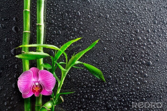 Bild Bambus Orchidee und Tropfen auf schwarzem Glas