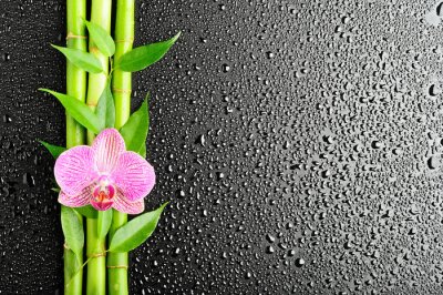 Bambus und Orchidee auf schwarzem Hintergrund