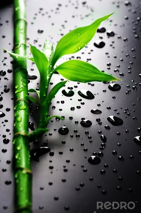 Bild Bambus und Wassertropfen auf schwarzem Hintergrund