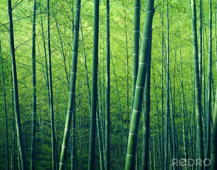 Bild Bambusbäume