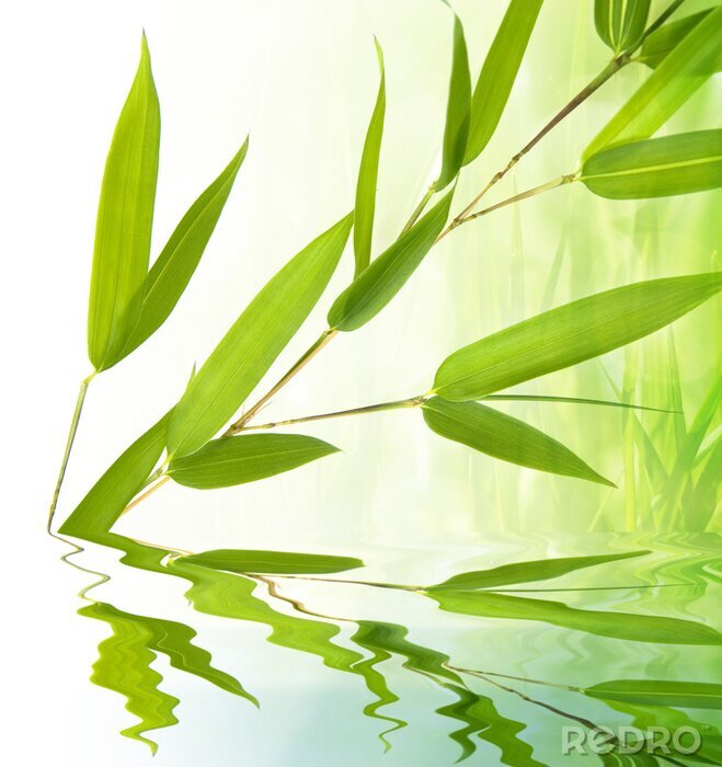Bild Bambusblätter aus Wasser