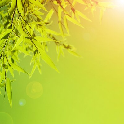 Bambusblätter in der Sonne