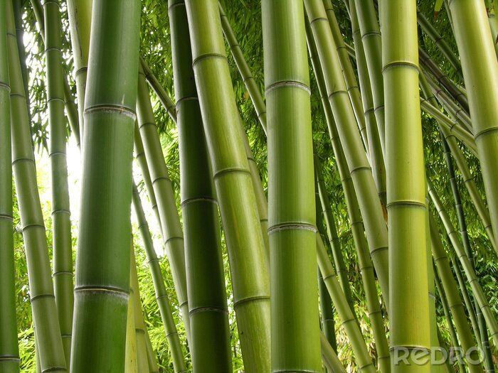 Bild Bambusdschungel