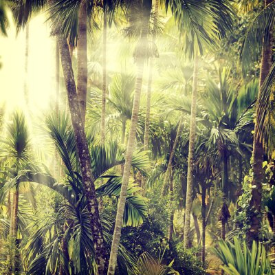 Bambusse und tropische Palmen