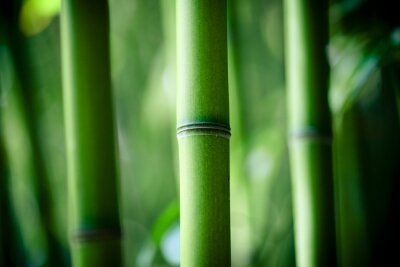 Bambusstamm aus nächster Nähe