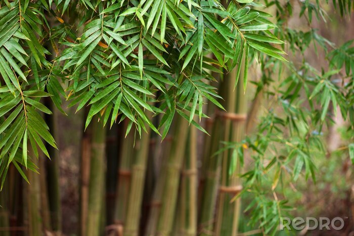 Bild Bambusstielen und Blätter