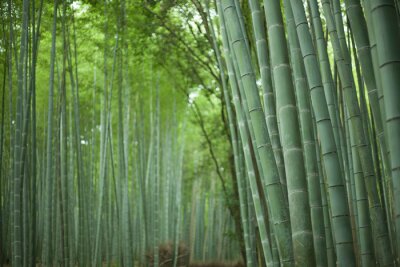 Bild Bambuswald in Kyoto