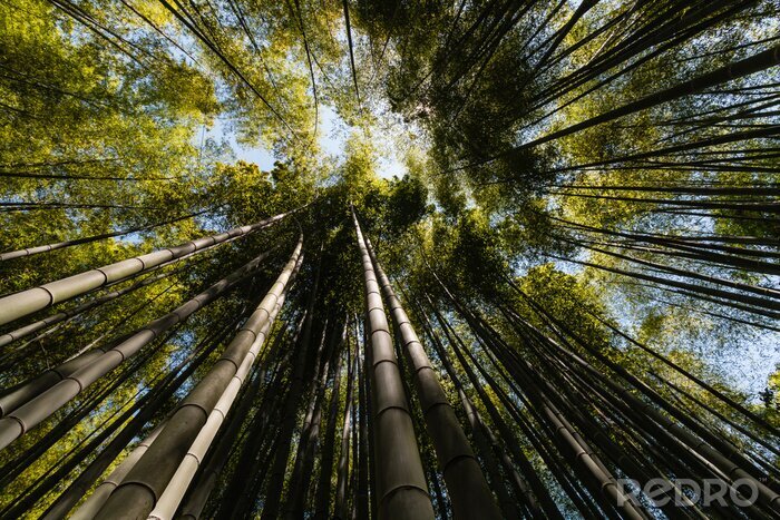Bild Bambuswald von unten gesehen