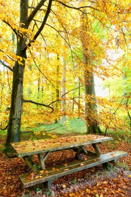 Bild Bank zwischen den Herbstbäumen