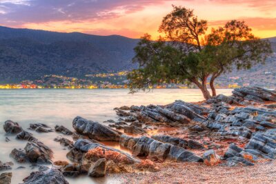 Bild Baum auf einem Felsen in Griechenland