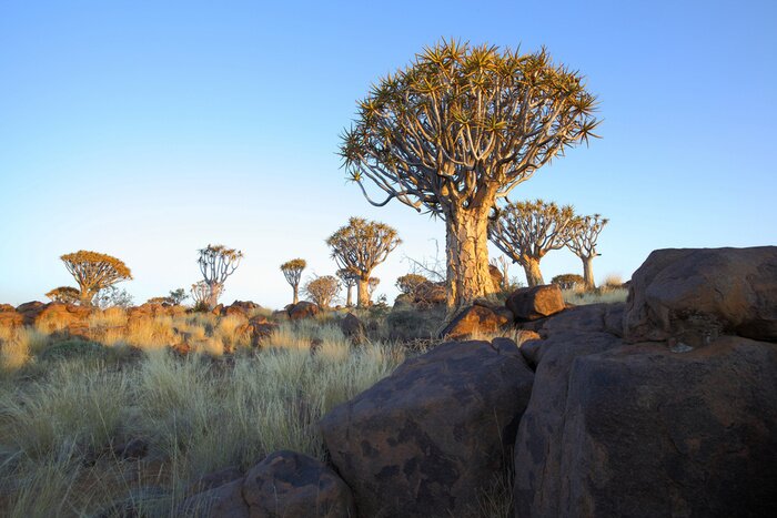 Bild Baum auf Felsen