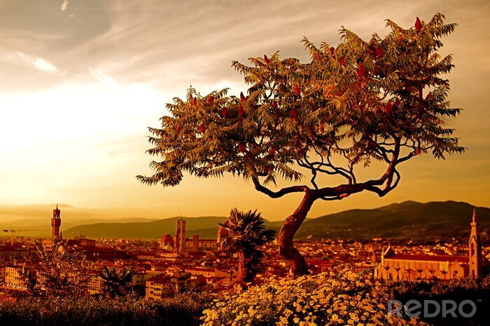 Bild Baum im Hintergrund von Florenz